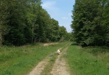 Tour Wandern Gommegnies - Cheval blanc Trechon - Photo