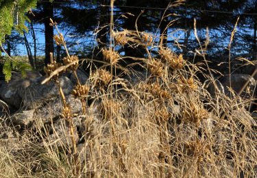 Trail Walking Nasbinals - Lac de Souveyrols Salles basses  - Photo