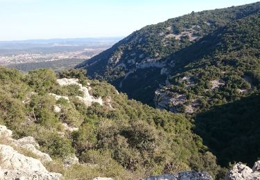 Percorso A piedi Liouc - Les chênes de Coutach - Photo