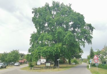 Tour Zu Fuß Storkow (Mark) - Wanderweg ...-Schwenow-Kossenblatt-... - Photo