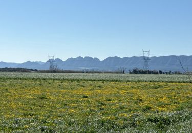 Tocht Stappen Eyragues - PF-Eyragues - Plaine des Alpilles - JFV  - Photo
