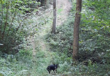 Tour Wandern Havelange - maquis ac 2 - Photo