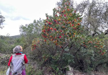 Tour Wandern Hyères - LES BORRELS - Photo