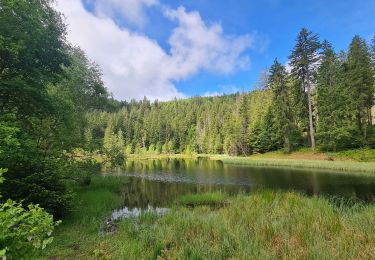 Trail Walking Bad Peterstal-Griesbach - Buhlbachsee & Lotharpfad - Photo