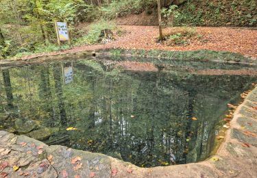 Tour Wandern Waldbillig - Mullerthal W7 - Photo