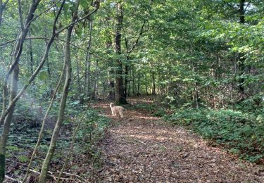 Trail Walking Sivry-Rance - Bois de Blagnies, forêt domaniale de Rance, ri Fromont, aire forestière,  maison forestière,  ravel, retour par Bout de Sautin - Photo