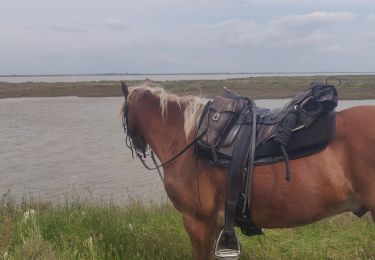 Trail Horseback riding Saintes-Maries-de-la-Mer - 2019-05-03 Rando CVA Camargue Saintes Plage Est - Photo