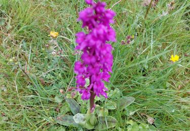 Percorso Marcia Liessies - Liessies  - Photo