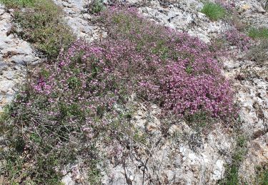 Trail Walking Baron - Baron avec St Chapte - Photo