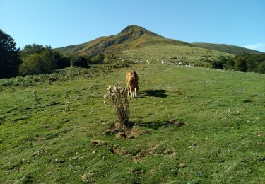 Tour Wandern Prayols - picou - Photo