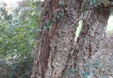 Trail Walking Cendras - montcalm - Photo