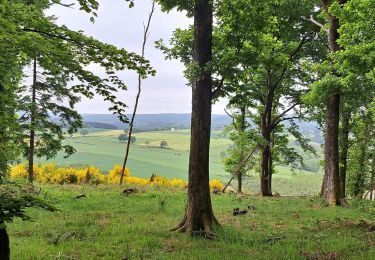 Trail Walking Tenneville - Marche ADEPS Champlon Ardennes - Photo