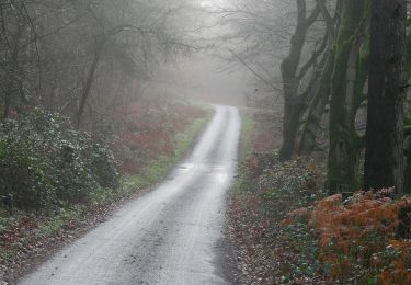 Randonnée A pied Breckland - Great Hockham Yellow Walk - Photo