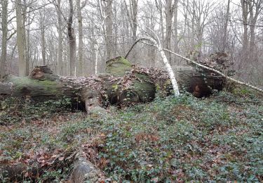 Trail Walking L'Isle-Adam - Oise port clinique Forget - Photo