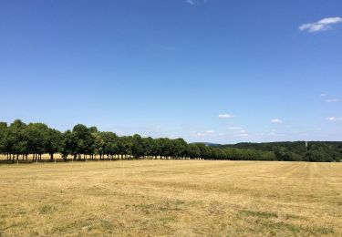 Tour Zu Fuß Calden - Calden, Rundweg 2 - Photo