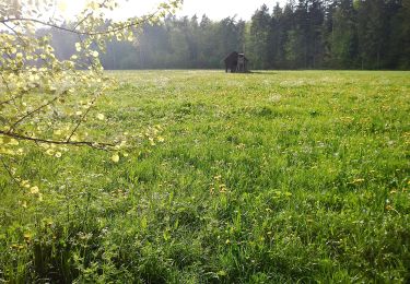 Trail On foot Calw - Wasser-Wald- und Wiesenpfad - Photo