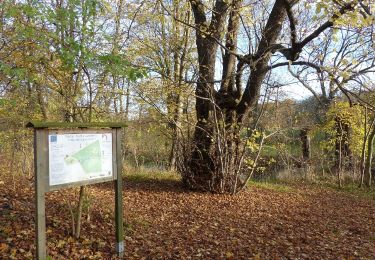 Tocht Te voet Königslutter am Elm - Zielwanderweg Erkerode-Heinrichsruh - Photo