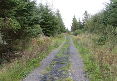 Trail On foot Ballinasloe Municipal District - Cortoon - Photo