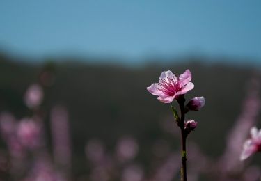 Randonnée A pied Collebeato - Sentiero delle creste - Photo