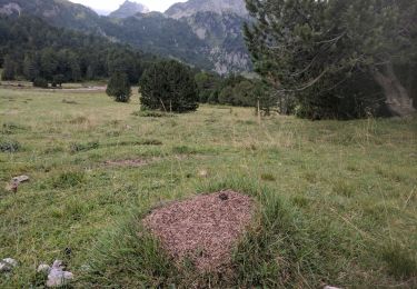 Randonnée A pied Medel (Lucmagn) - Sentiero naturalistico Lucomagno 3 - Photo