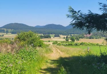 Tour Wandern Orcines - Puy de Dôme - La Garandie  - Photo