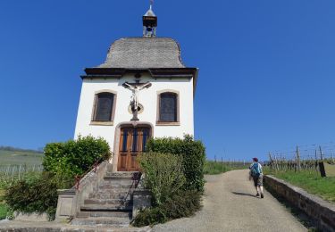 Trail Walking Marlenheim - marlenheim - Photo