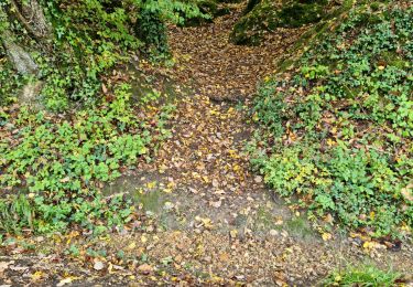 Trail Walking Vendôme - Petit parcours dans la partie Sud-est du Bois de l'Oratoire - Photo