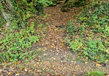 Randonnée Marche Vendôme - Petit parcours dans la partie Sud-est du Bois de l'Oratoire - Photo