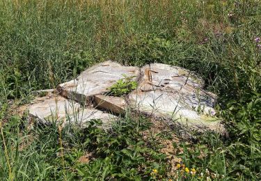 Excursión A pie Gemeinde Ottenschlag - Mohnstrudelweg 13 O'zwickte - Photo