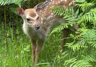 Trail Walking Killarney Municipal District - Walk in the Killarney National Park - Photo