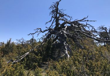 Tour Wandern La Bastide - Tour Lachens  - Photo