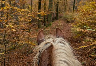 Trail Horseback riding Soucht - suuntoapp-HorsebackRiding-2024-11-10T08-15-44Z - Photo