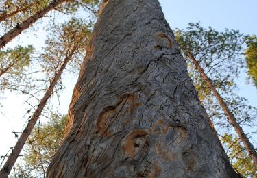 Tocht Te voet  - Gagnefs fäbodstigar - Photo