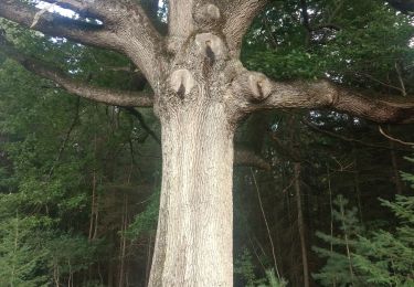 Tour Wandern Clairefontaine-en-Yvelines - forêt Rambouillet 12-09-21 - Photo