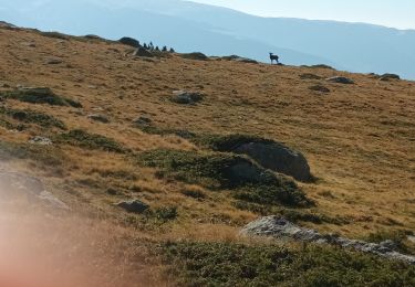 Randonnée Marche Angoustrine-Villeneuve-des-Escaldes - Le bram du cerf - Photo