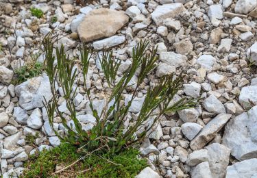 Tour Zu Fuß Wolkenstein - (SI C22N) Forcella Puez - Rifugio Kostner - Photo