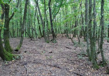 Tocht Te voet Gemeinde Donnerskirchen - Kelten- und Wein-Rundgang - Photo