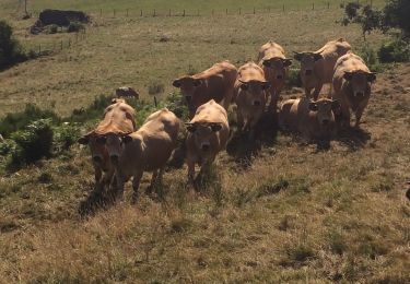 Tocht Stappen Condom-d'Aubrac - Bouyssou haut 3 - Photo