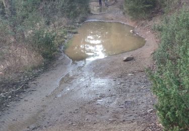 Trail Walking Tanneron - z chemin charretier 11-02-21 - Photo