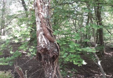 Tour Wandern Petit-Couronne - Petit-Couronne 4 km - sens anti horaire - Photo