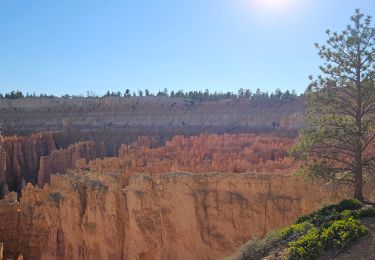 Trail Walking  - 2024 Bryce Canyon Rim Trail - Photo