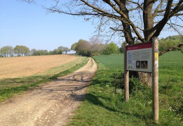 Tocht Te voet Immenhausen - Eco Pfad Ahlberg-Mariendorf - Photo