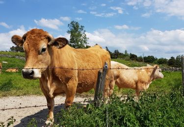 Tocht Elektrische fiets Arzenc-de-Randon - AUBRAC  3dle étape  - Photo