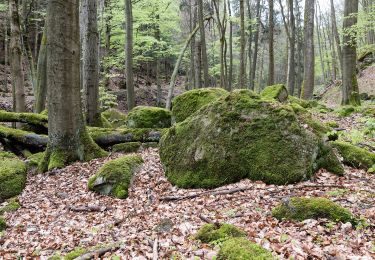 Tocht Te voet Ilsenburg - Ilsenburg - Plessenburg - Darlingerode - Photo