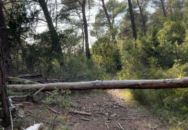 Tocht Stappen Cheval-Blanc - Balade canal avec les chiens - Photo