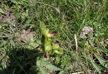 Tocht Andere activiteiten Sainte-Agnès - Recherche orchidée Sainte Agnes - Photo