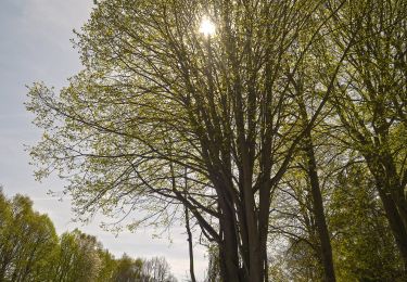 Tour Zu Fuß Wonsees - Wonsees Rundwanderweg roter Ring - Photo