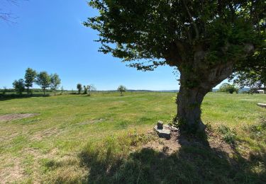 Randonnée Marche Braine-le-Château - Braine le château 22 km - Photo