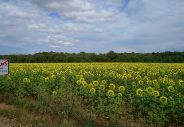 Percorso Marcia Azay-sur-Cher - Azay-sur-Cher - le Grais - 13.1km 100m 2h55 - 2023 07 12 - Photo