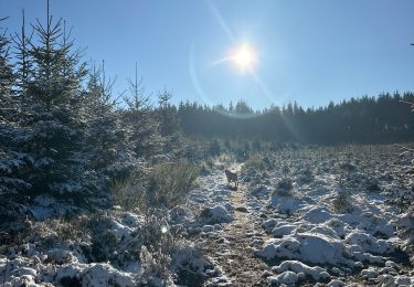 Tocht Stappen Libramont-Chevigny - Bois de Sevicour - Photo